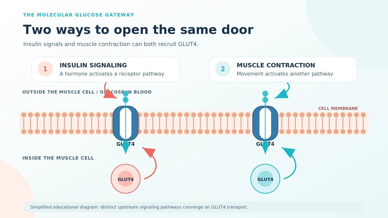 Figure 3 Simplified two-pathway diagram: insulin signaling and muscle contraction both support GLUT4 movement to the muscle-cell membrane, allowing glucose to enter.