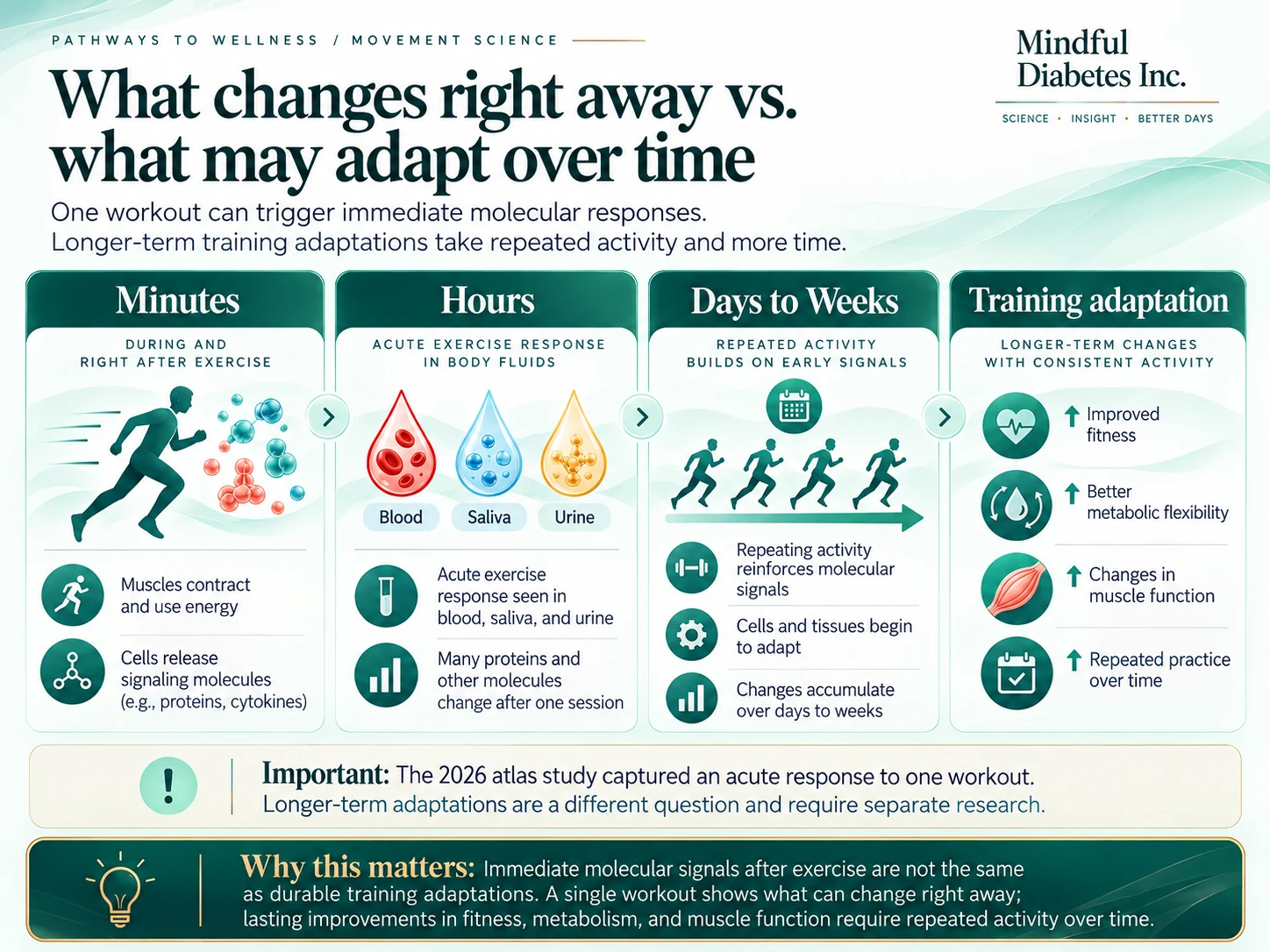 Figure 5 Infographic timeline with four stages: minutes, hours, days to weeks, and training adaptation. It shows that one workout triggers immediate molecular responses and acute changes in blood, saliva, and urine, while repeated activity over time contributes to longer-term adaptations such as improved fitness, metabolic flexibility, and changes in muscle function.