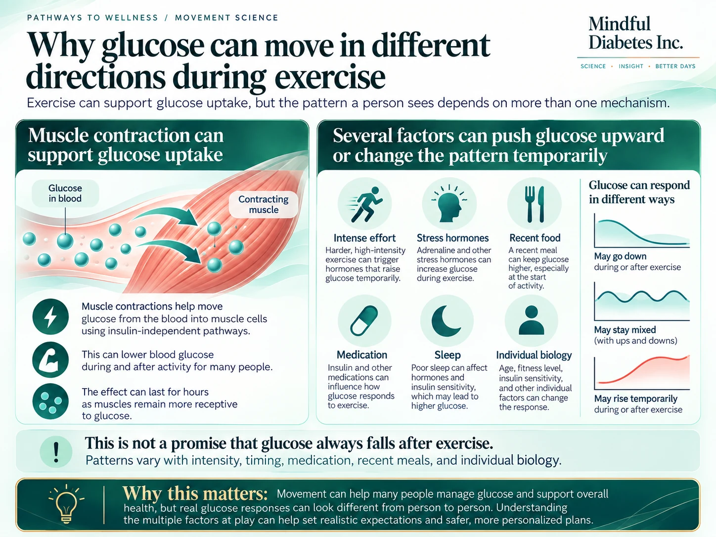 Figure 6 Infographic showing two sides of exercise and glucose. On the left, glucose moves from the blood into a contracting muscle, illustrating that muscle contractions can support glucose uptake. On the right, icons represent intense effort, stress hormones, recent food, medication, sleep, and individual biology, alongside example glucose traces showing that glucose may go down, stay mixed, or rise temporarily during or after exercise.